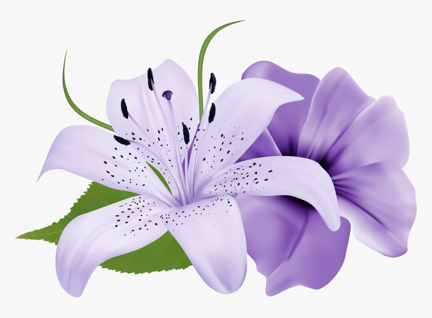 White And Purple Flowers Clipart, HD Png Download, Free Download