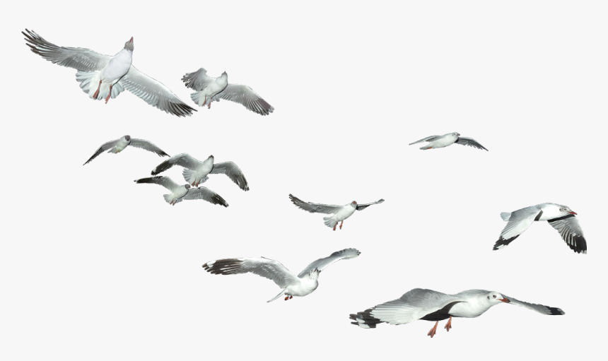 Transparent Seagulls Flying Png - Sea Birds In Png, Png Download, Free Download