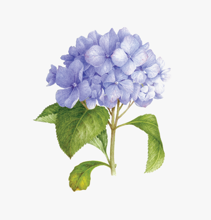 Hydrangea Watercolor Bouquet Png, Transparent Png, Free Download