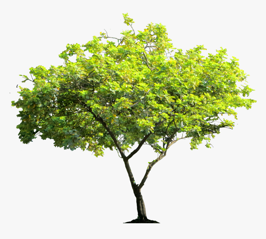Cassiasurattensis Tree Png Image - High Resolution Trees Png, Transparent Png, Free Download