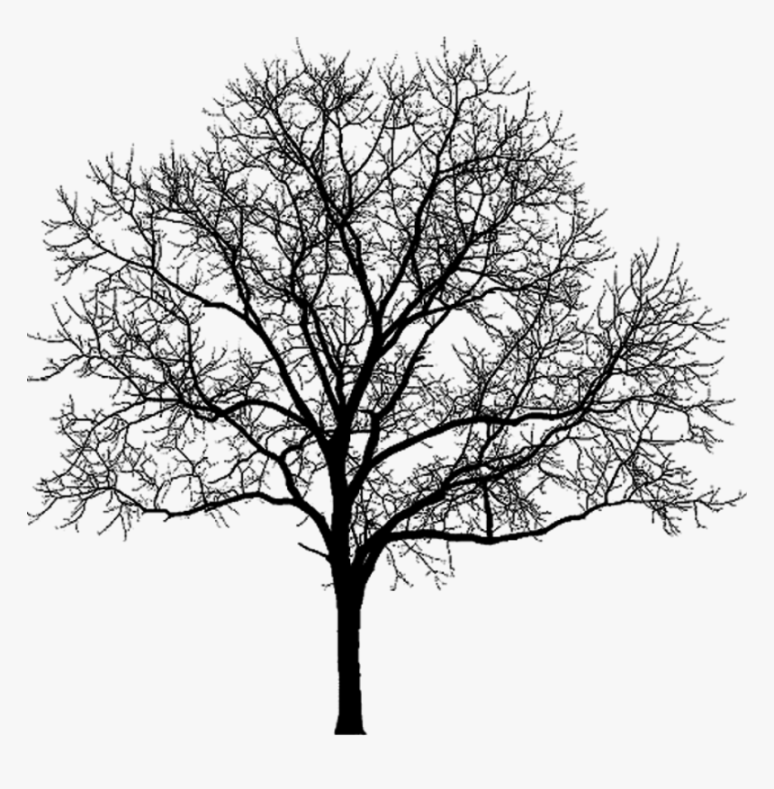 Tree,branch,woody Stem,trunk,black And White - Black And Purple Halloween, HD Png Download, Free Download