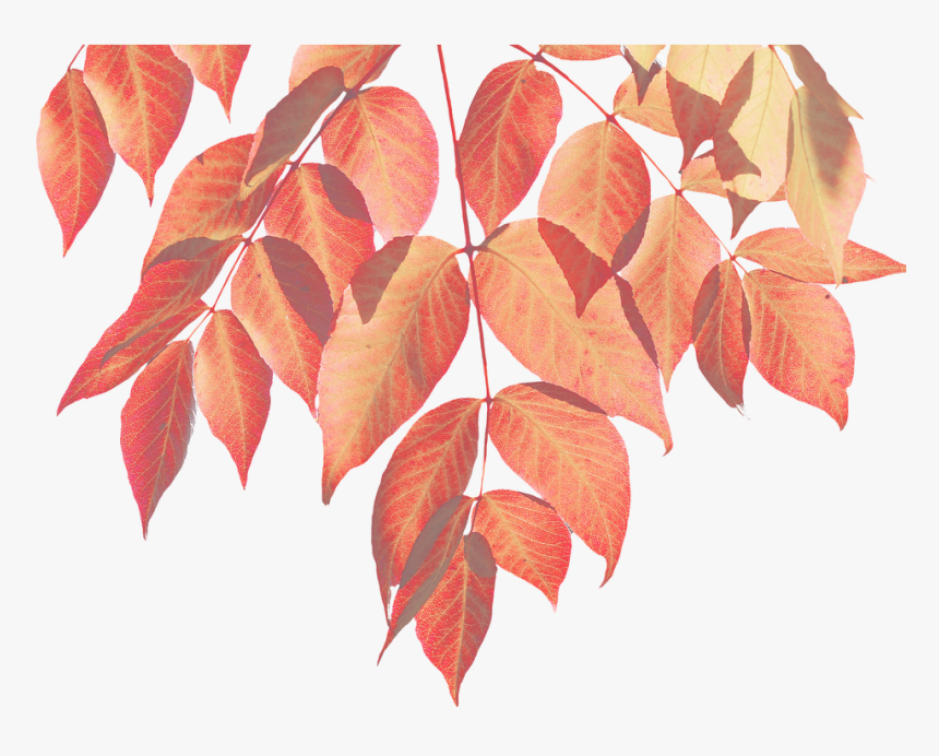 Autumn, Leaves, Nature, Leaf, Colorful Leaf - Fall Watercolor Leaves Png, Transparent Png, Free Download