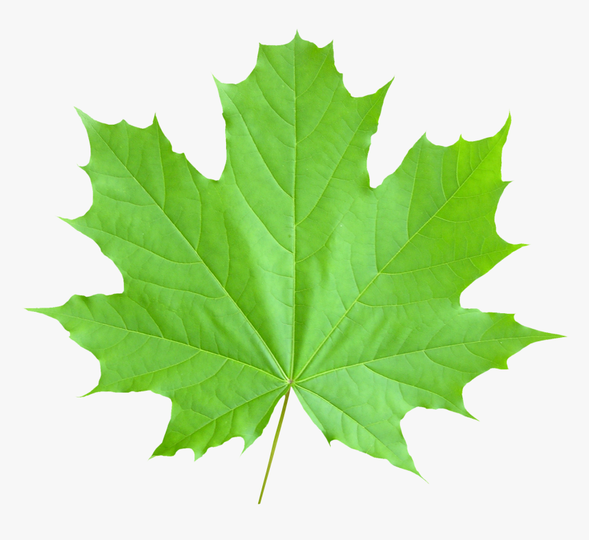 Maple Leaf Png Transparent Image - Maple Leaf Vector Free, Png Download, Free Download
