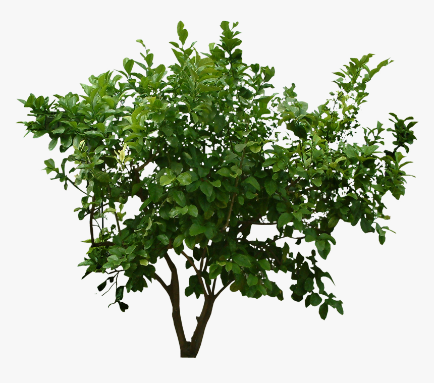 Bush Png Image - Bush Cut Out Png, Transparent Png, Free Download