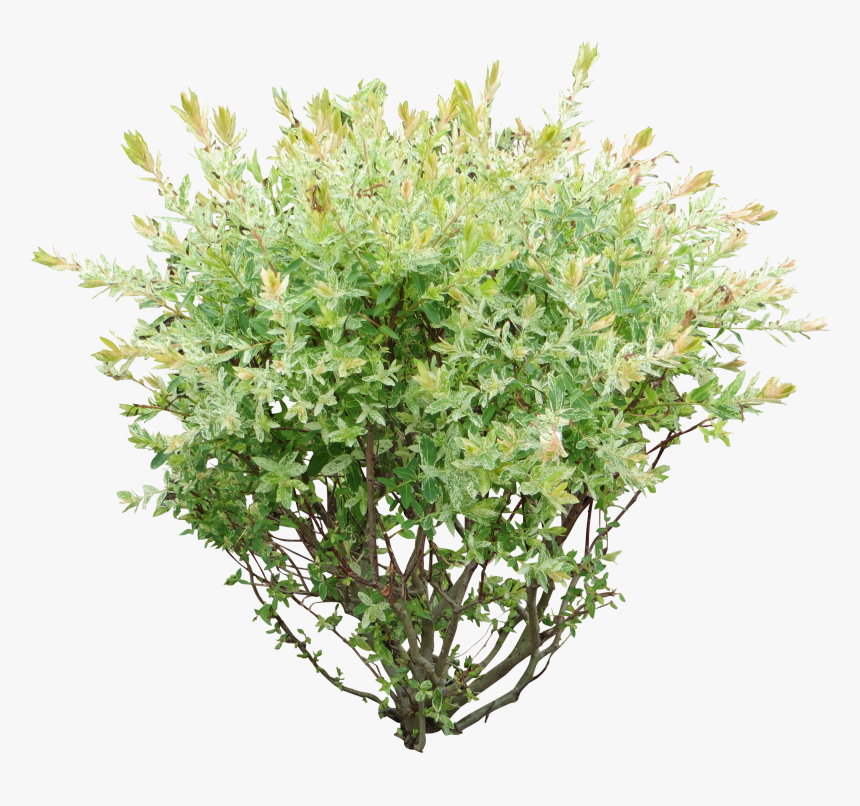 Bush Png, Transparent Png, Free Download