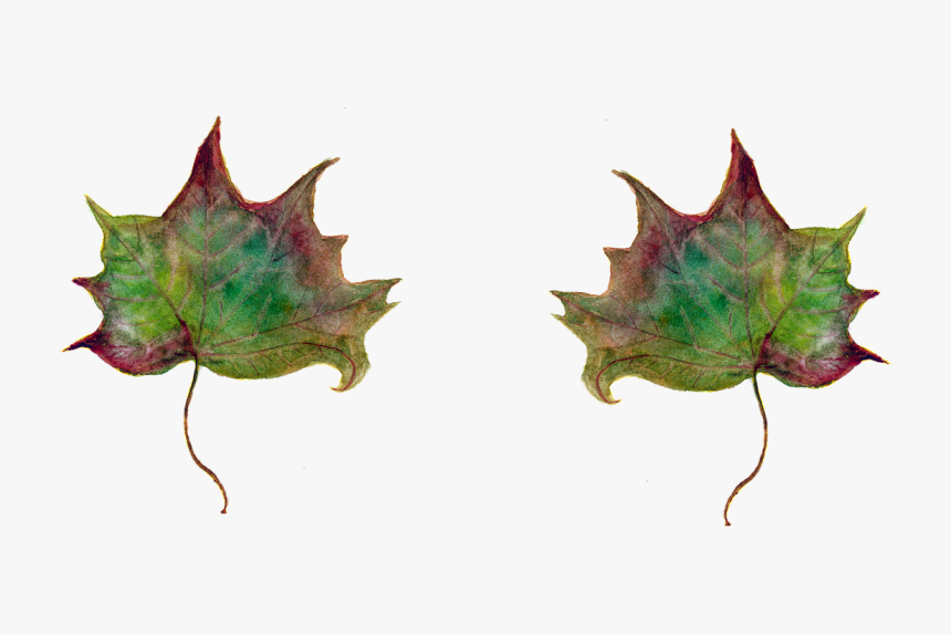 Leaf Maple Leaves Green Leaf Free Picture - Leaf, HD Png Download, Free Download