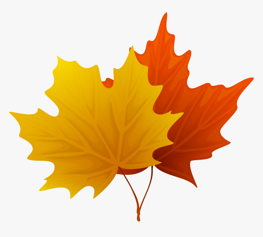 Fall Maple Leaves Png Decorative Clipart Imageu200b - Maple Leaf Clipart Png, Transparent Png, Free Download