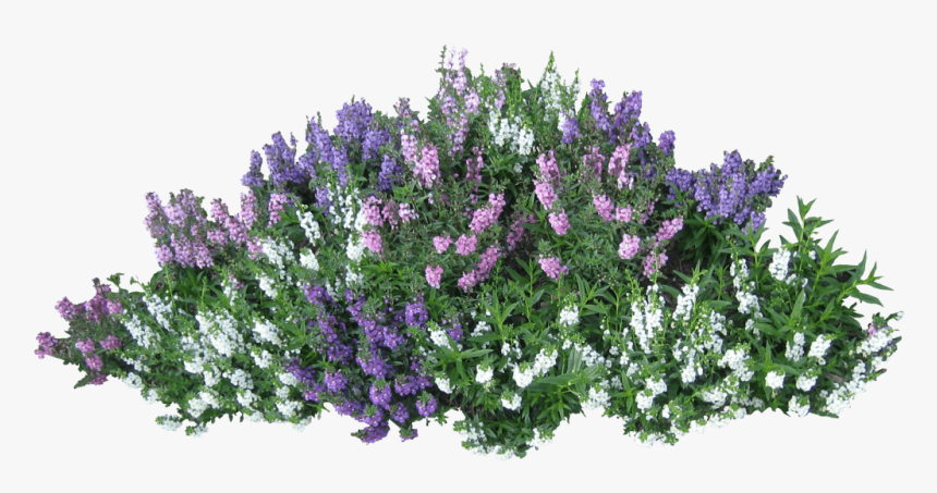 Shrubs Png, Transparent Png, Free Download