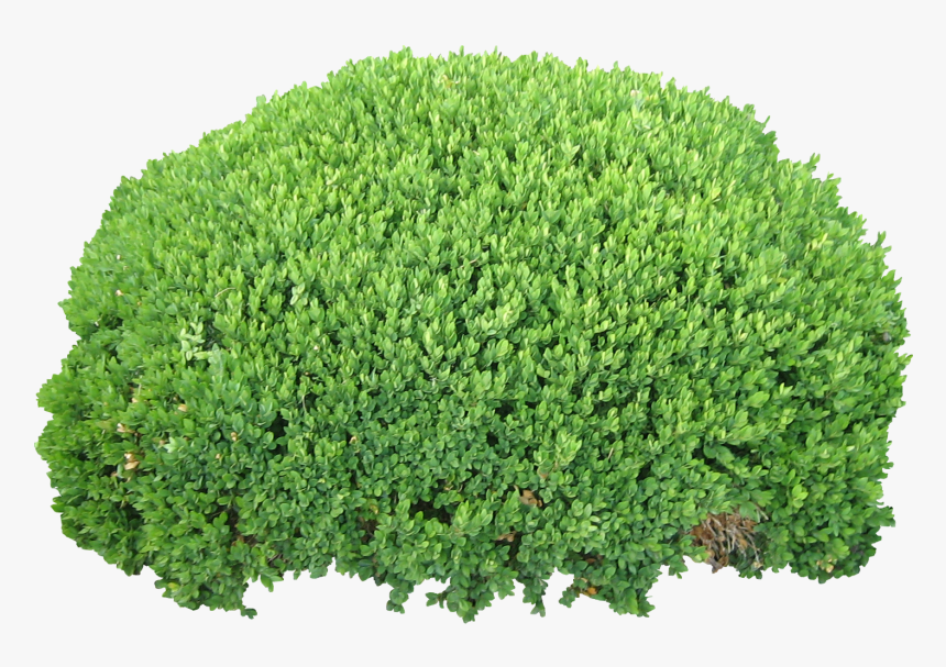 Bushes Png Image Free Download, Bush Png - Bush Transparent, Png Download, Free Download