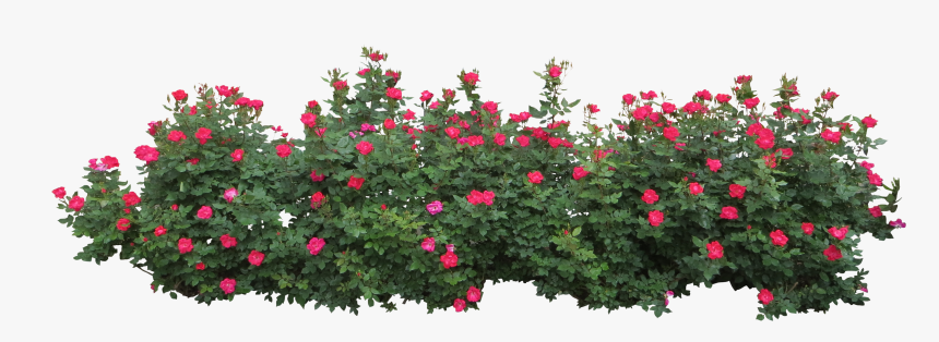 Flower Bush Transparent Background, HD Png Download, Free Download