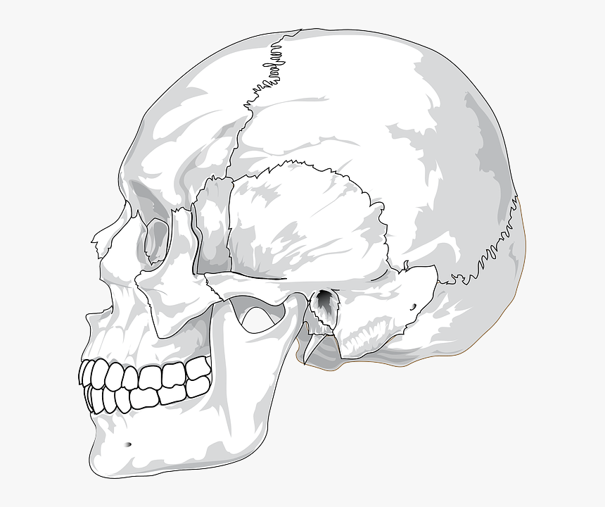 Human Skull Side View Drawing, HD Png Download, Free Download