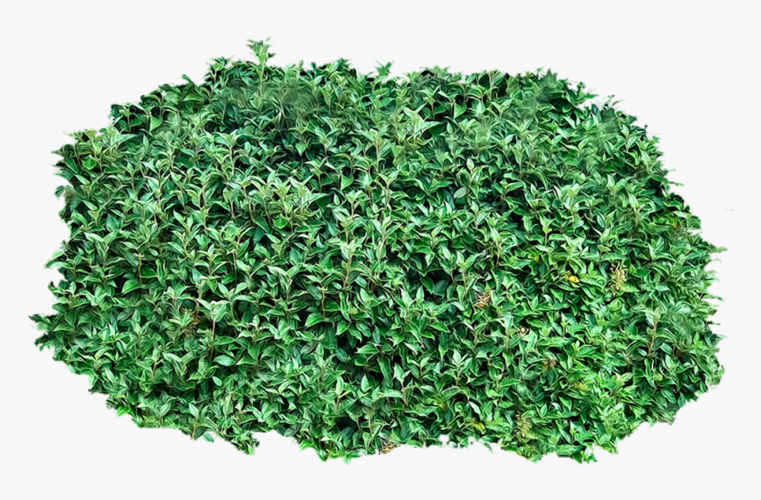 Bush Png Image - Transparent Background Bush Transparent, Png Download, Free Download