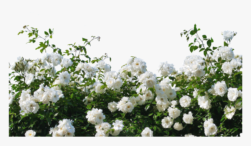 Flower,flowering Family,shrub,multiflora Rose,rosa - White Rose Bush Transparent, HD Png Download, Free Download