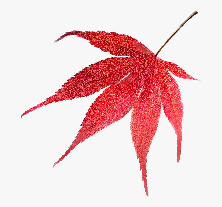 Dead Leaf Png, Transparent Png, Free Download