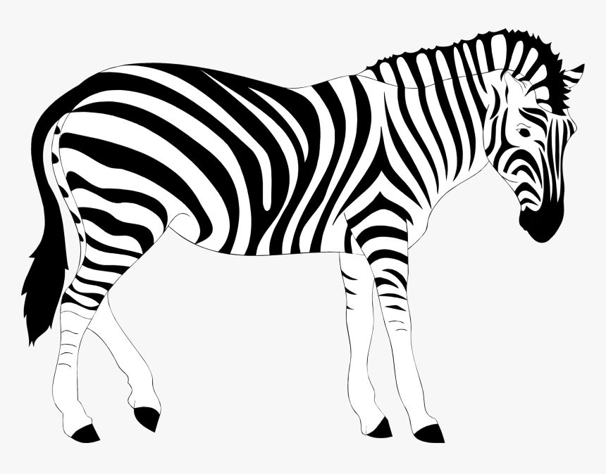 Zebra Clipart Black And White