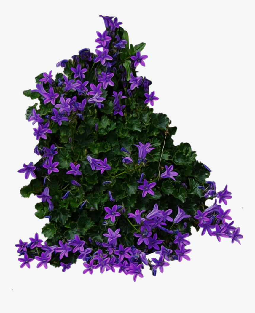 Flowers Top View Png, Transparent Png, Free Download