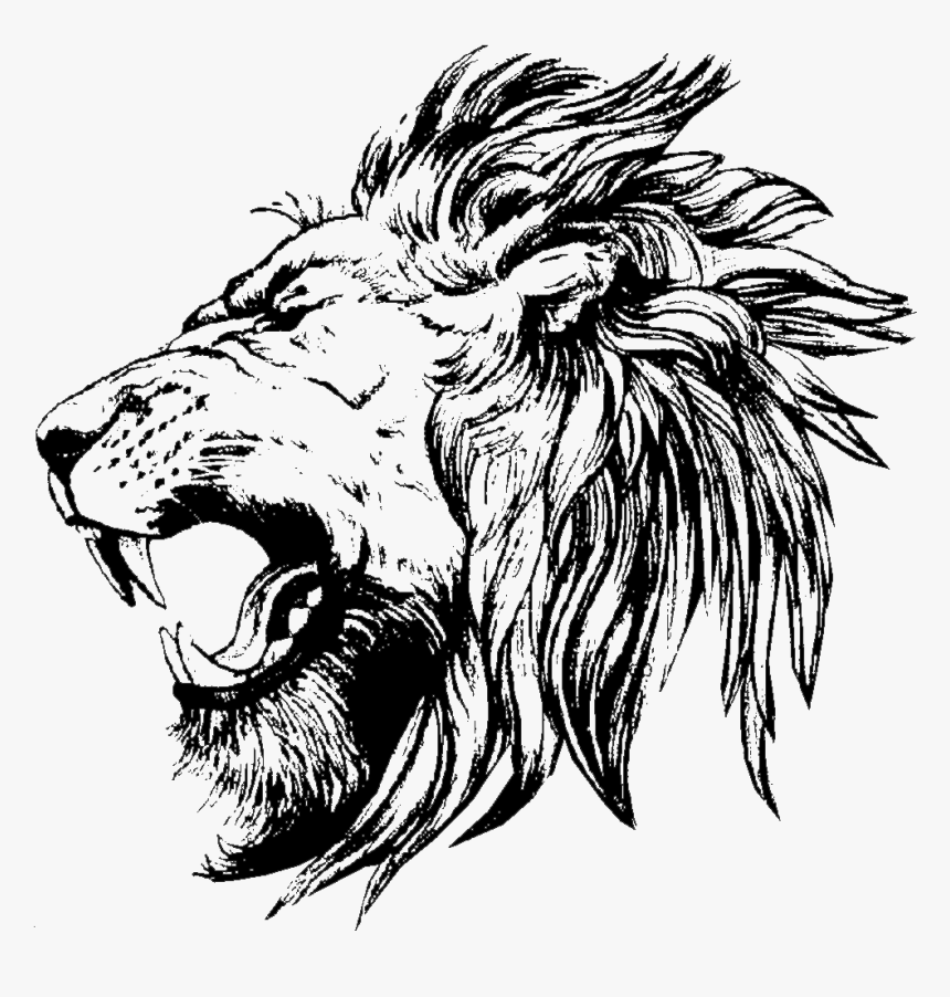 Lion Drawing - Lion Face Side View Drawing, HD Png Download, Free Download