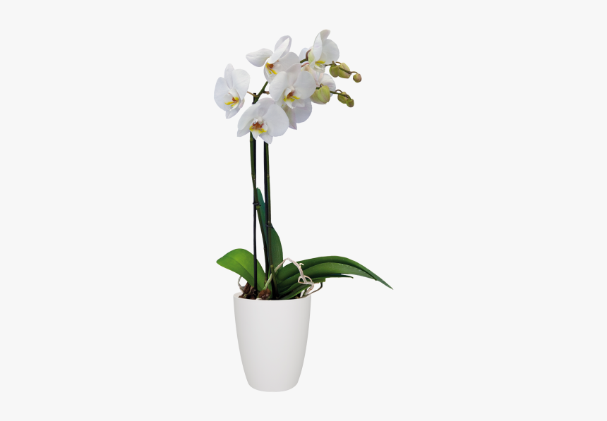 Orchid Png Pot, Transparent Png, Free Download