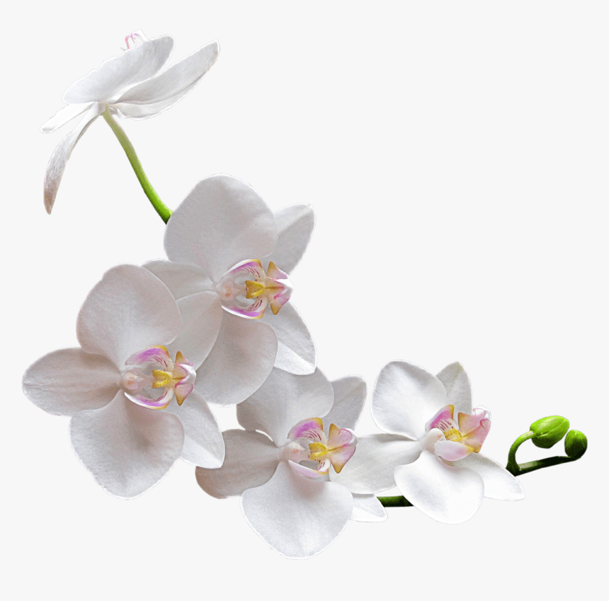 White Orchid - Transparent Orchid Png, Png Download, Free Download