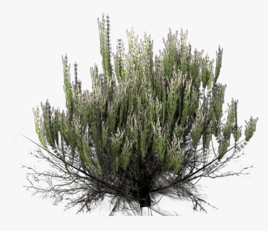 Desert Plant Png, Transparent Png, Free Download