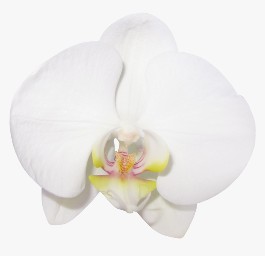 Large Transparent Vanilla Orchid Clipart M=1380664800 - Transparent Orchide Flower, HD Png Download, Free Download