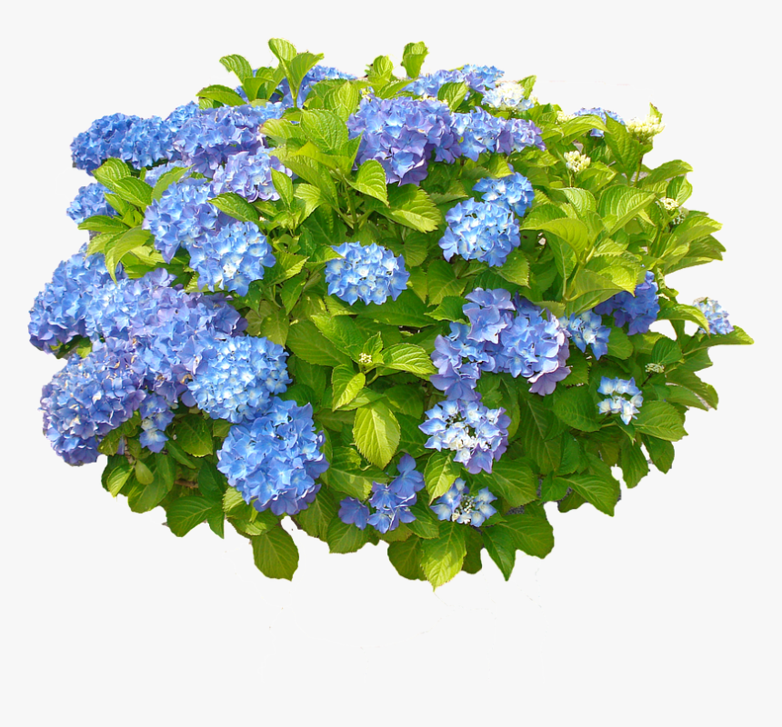 Transparent Thorn Bush Png - Hydrangea Bush White Background, Png Download, Free Download