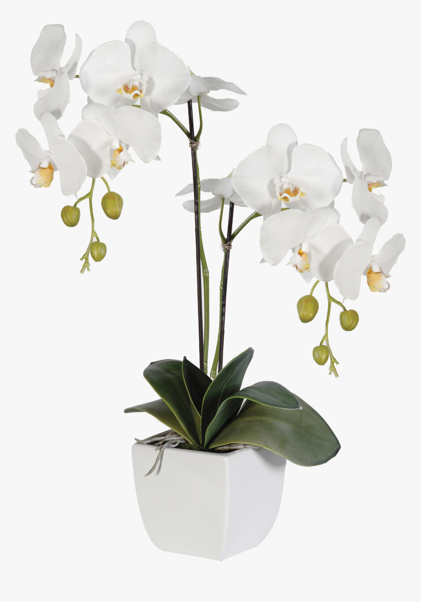 Flower Art, Floral Arrangements, Orchids, Centerpieces, - Emma White Orchid In Pot, HD Png Download, Free Download
