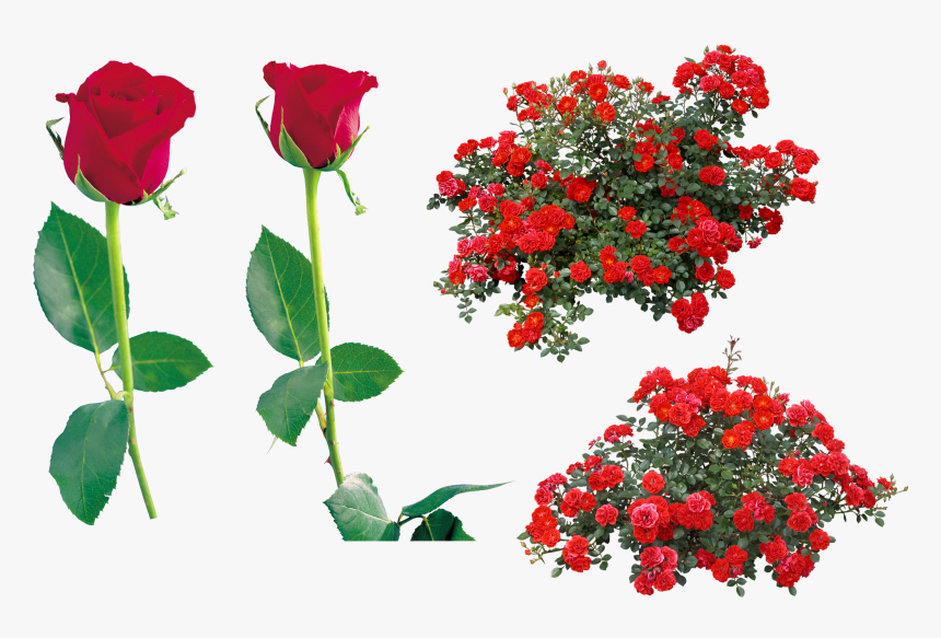 Png Web Icons -rose In Png Web Icons - Red Rose Bush Png, Transparent Png, Free Download