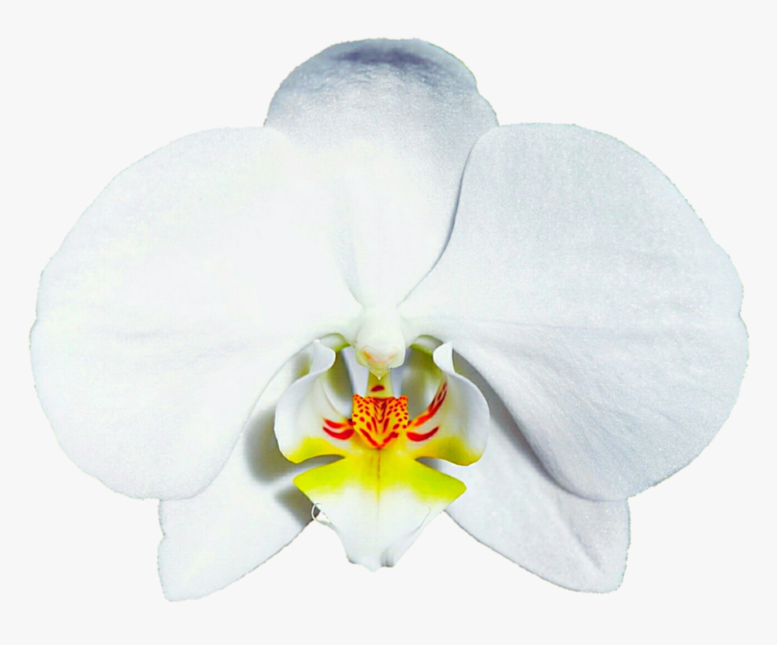 Bridal White Orchid By Jeanicebartzen - Moth Orchid, HD Png Download, Free Download