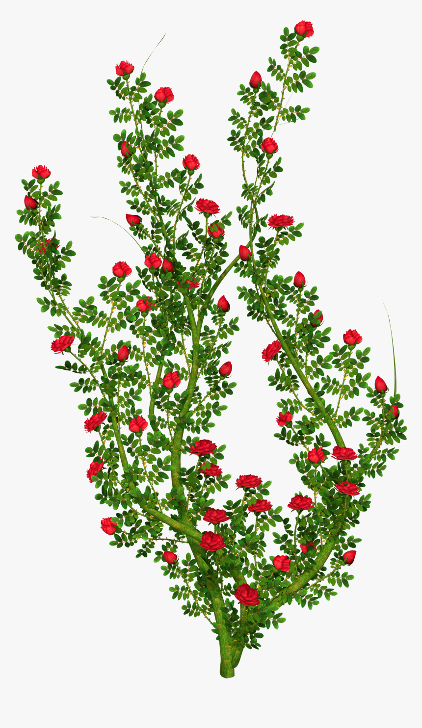 Flower Bush Png - Transparent Background Rose Bush Clipart, Png Download, Free Download
