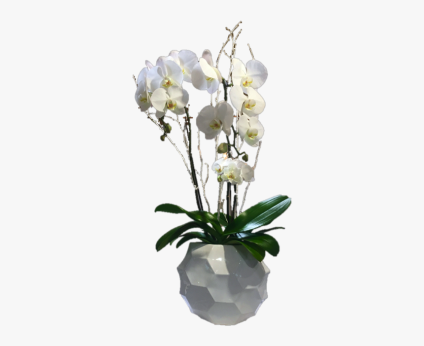 White Orchid Two Stems - Bouquet, HD Png Download, Free Download