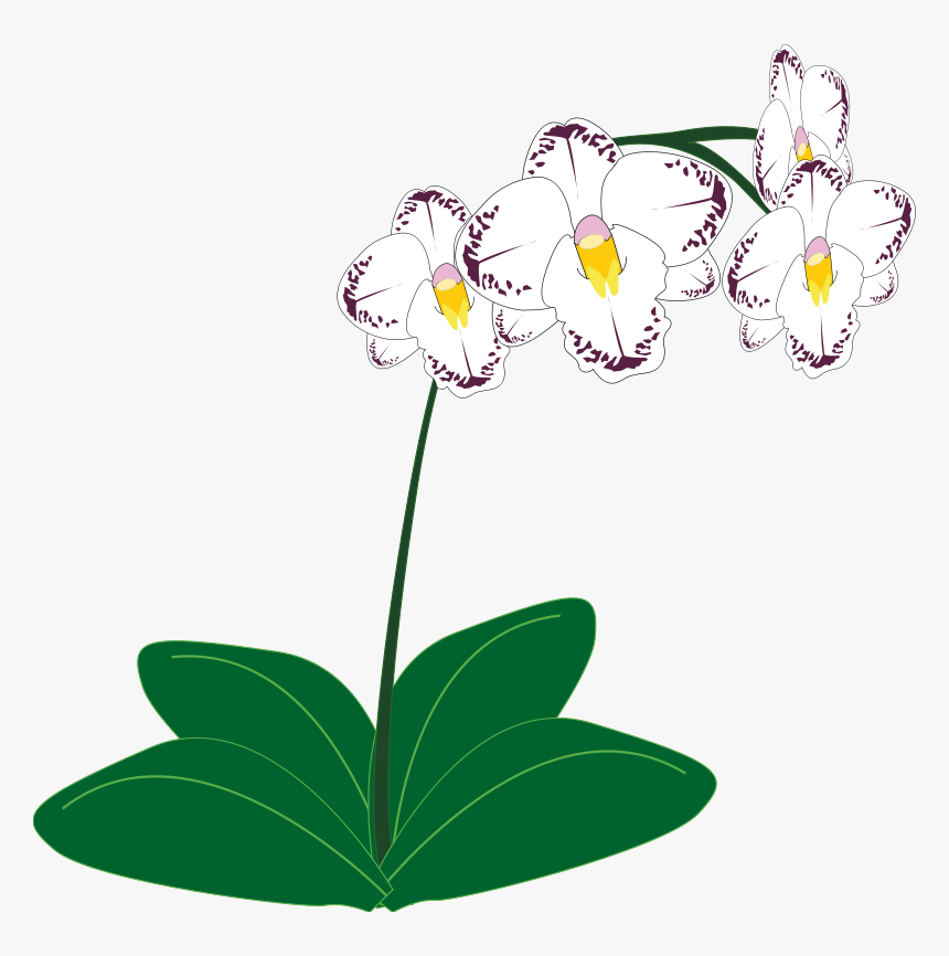 Free To Use Public Domain Orchid Flower Clip Art - Orchids Plants Clipart, HD Png Download, Free Download