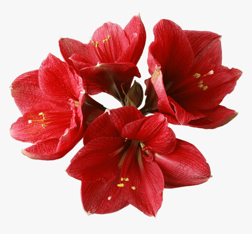 Full Flowers Png Hd, Transparent Png, Free Download