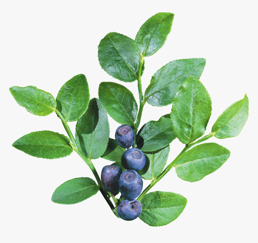 Transparent Shrub Clipart - Blueberry Bush Transparent Background, HD Png Download, Free Download