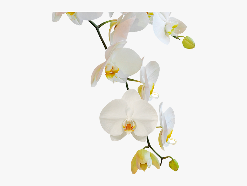 Flowering Plant,moth Flowers,phalaenopsis Sanderiana,orchids - Png Transparente Orquideas Png, Png Download, Free Download
