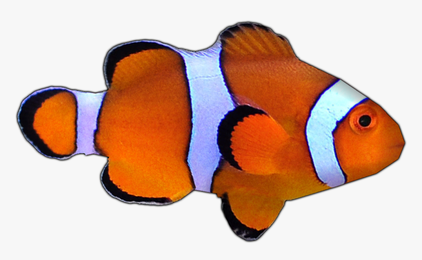 Percula Clownfish By Susan - Holacanthus, HD Png Download, Free Download