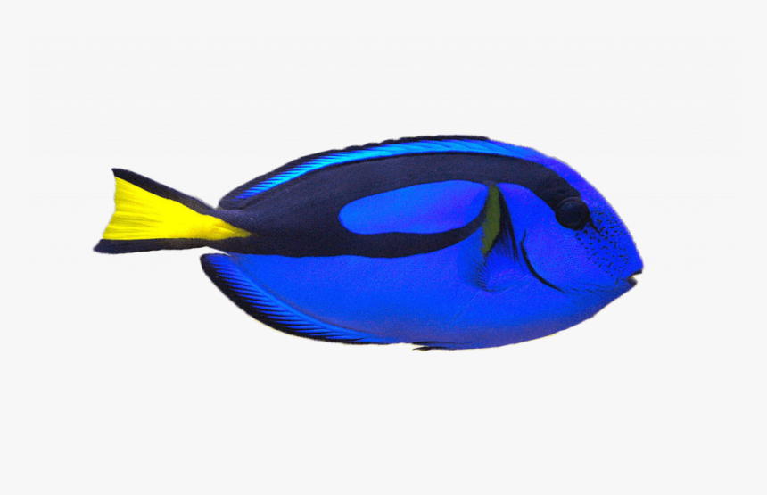 Yellow Clownfish - Blue Tang, HD Png Download, Free Download