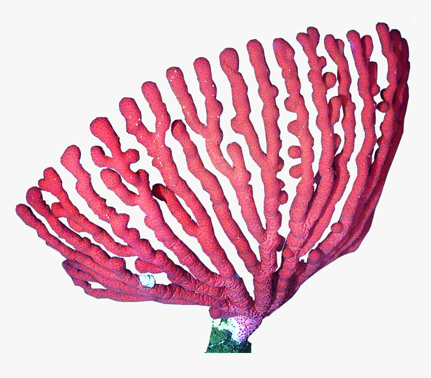 Clip Art Corais Png - Coral Png, Transparent Png, Free Download