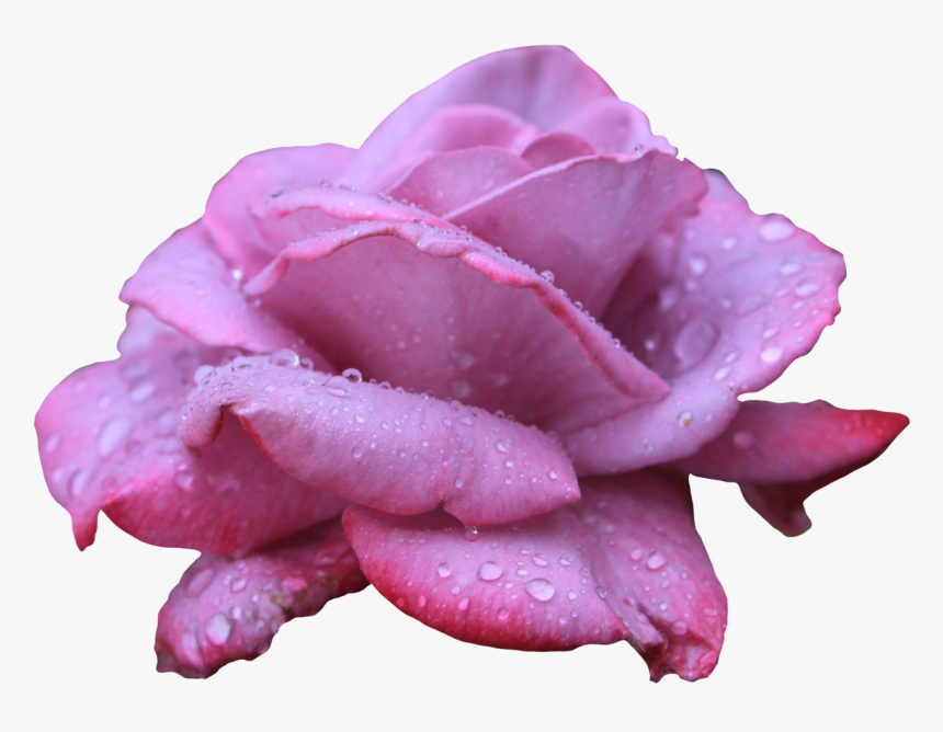 Transparent Clipart Image Lavendar Rose Png With Water - Flower With Water Droplets Png, Png Download, Free Download