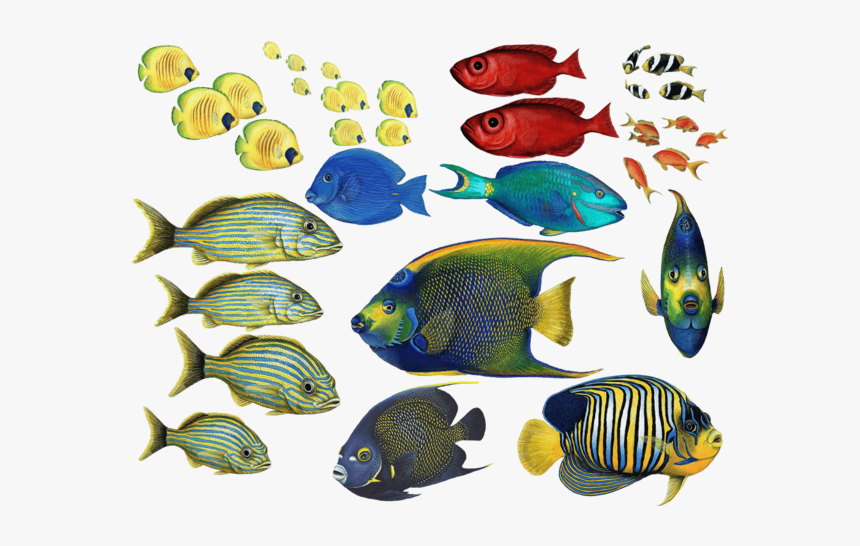 Goldfish Clipart Coral Reef Fish - Tropical Fish Png, Transparent Png, Free Download