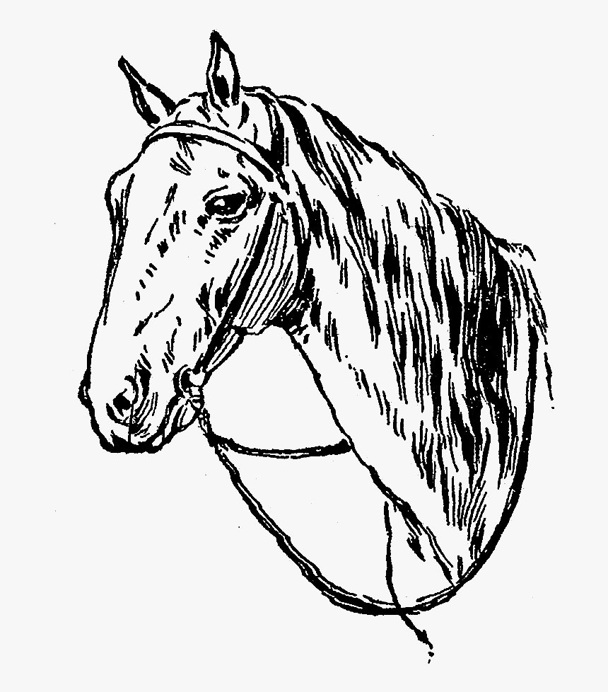 Horse Image Illustration Digital - Mane, HD Png Download, Free Download