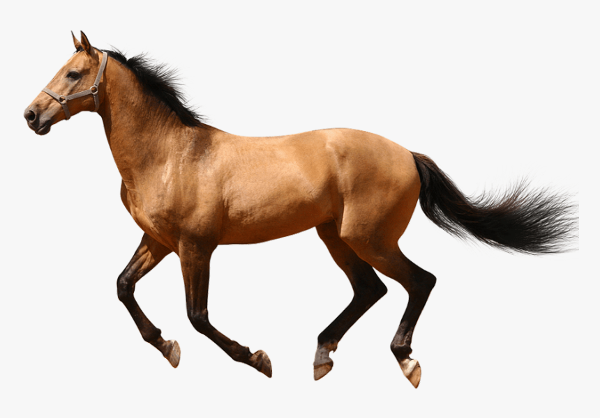 Running Horse No Background Image - Running Transparent Background Horse Png, Png Download, Free Download