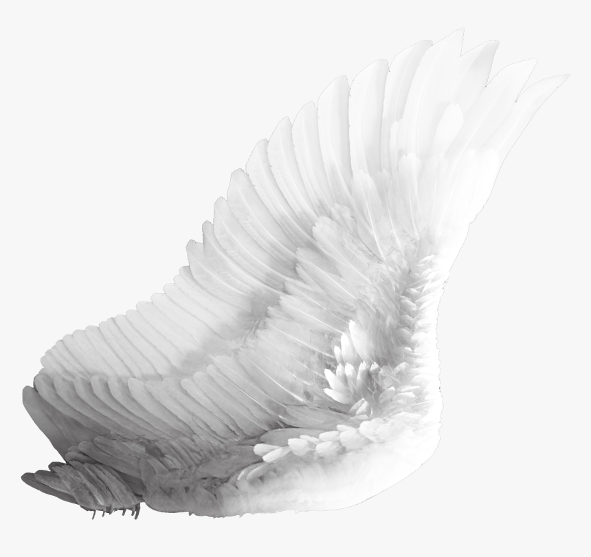 Dragonfly Png Image - White Bird Wing Png, Transparent Png, Free Download