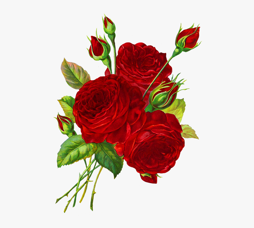 Rose Clipart Red Roses - Transparent Background Rose Flower Drawing Transparent, HD Png Download, Free Download