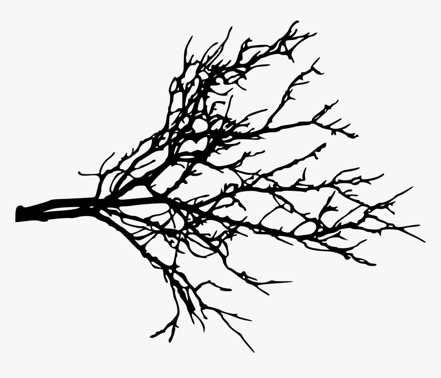 Tree Branches Silhouette Png, Transparent Png, Free Download