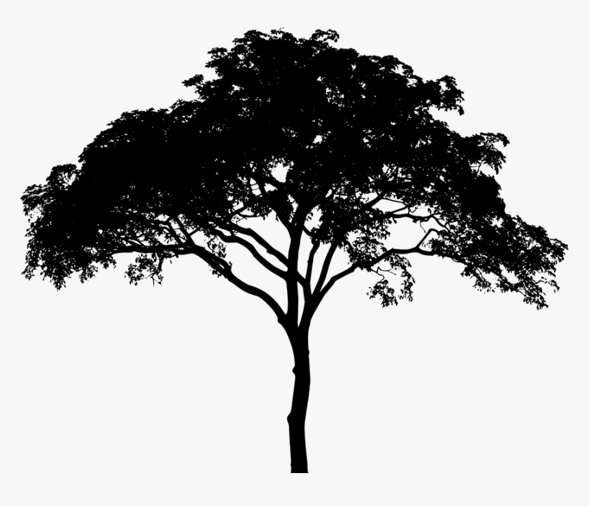 Tree, Plant, Vegetation, Arbor, Silhouette, Environment, HD Png Download, Free Download