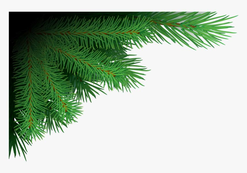 Xmas Tree Branches Png Image - Pine Branches Png, Transparent Png, Free Download