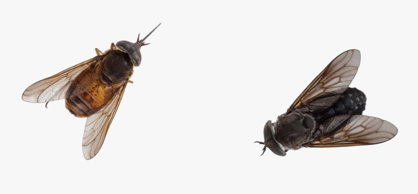 Transparent Flies Png, Png Download, Free Download