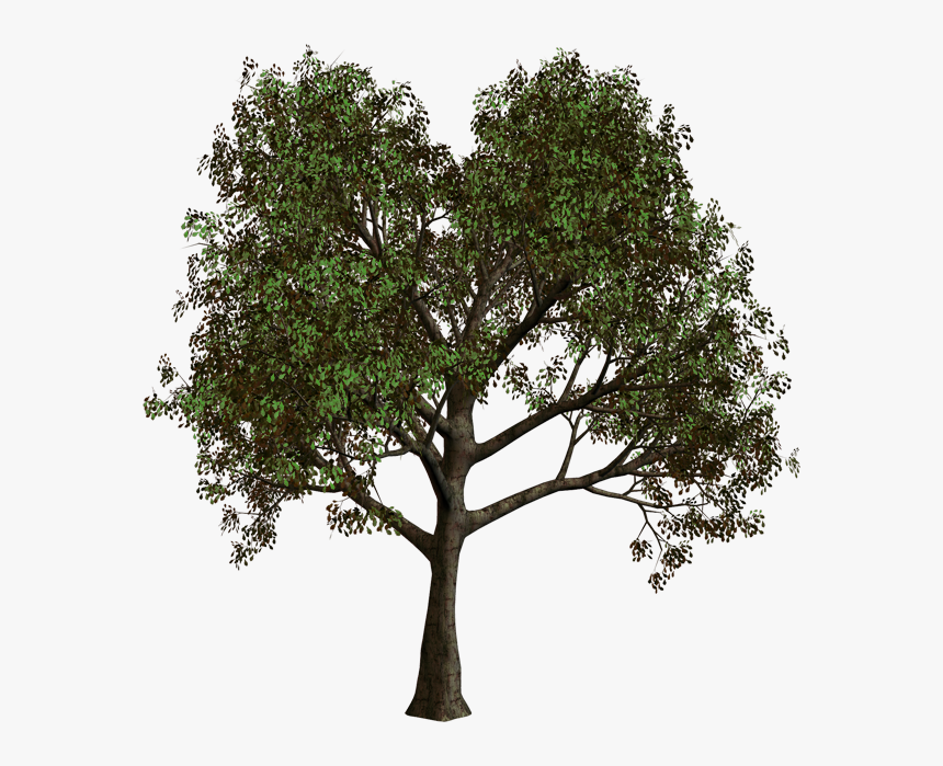 Png Gallery Yopriceville High - Forest Tree Transparent Background, Png Download, Free Download