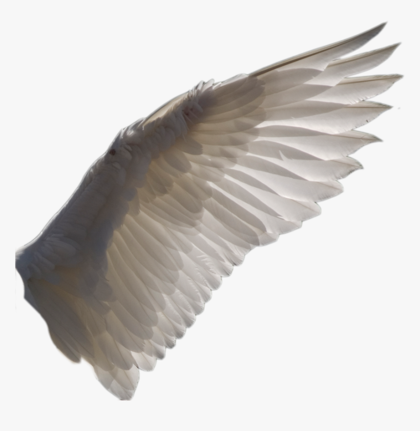 Bird Wing Transparent Background, HD Png Download, Free Download